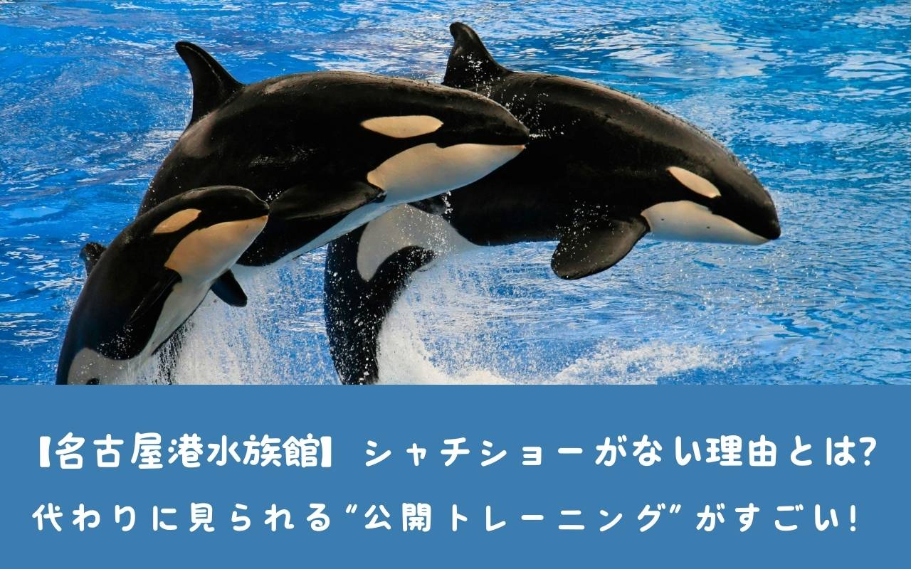【名古屋港水族館】シャチショーがない理由とは？代わりに見られる“公開トレーニング”がすごい！